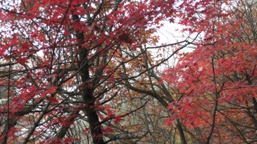 雨でしたが綺麗な景色でした。