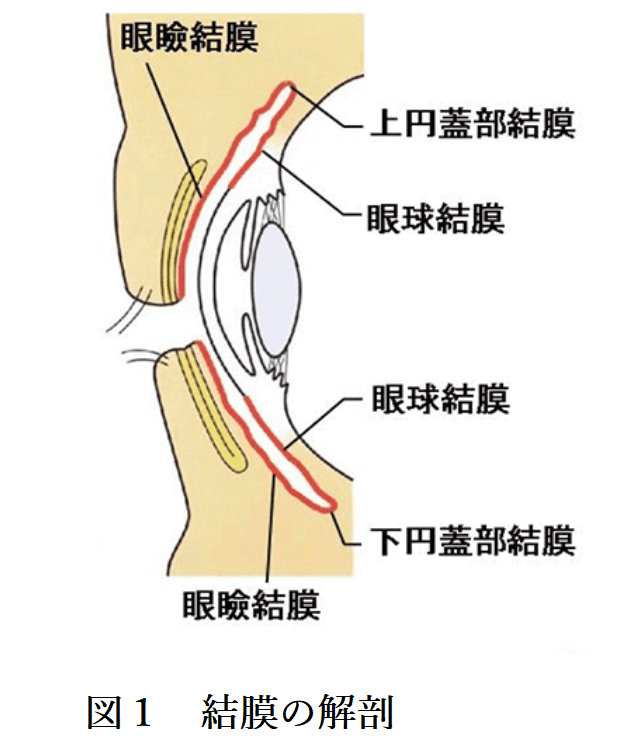 図1　結膜の解剖