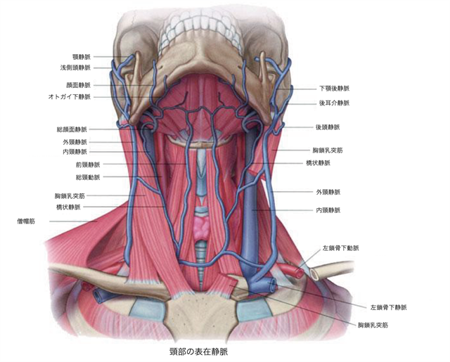 頸部の血管の解剖