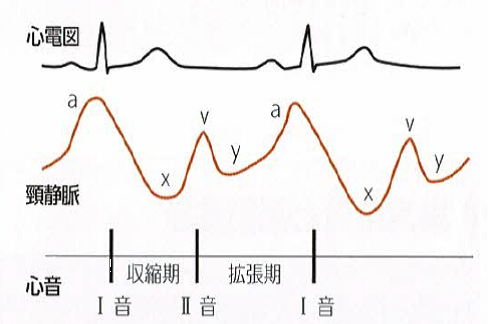 頸静脈波形