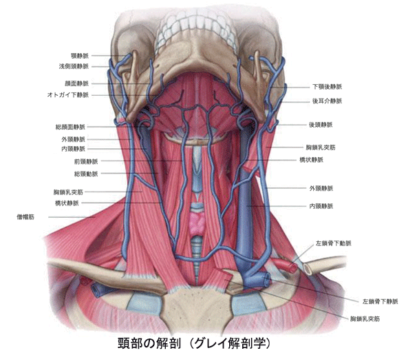 頸部の解剖　(グレイ解剖学)