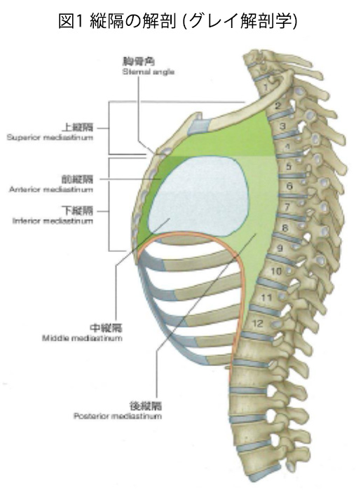 図1 縦隔の解剖 (グレイ解剖学)