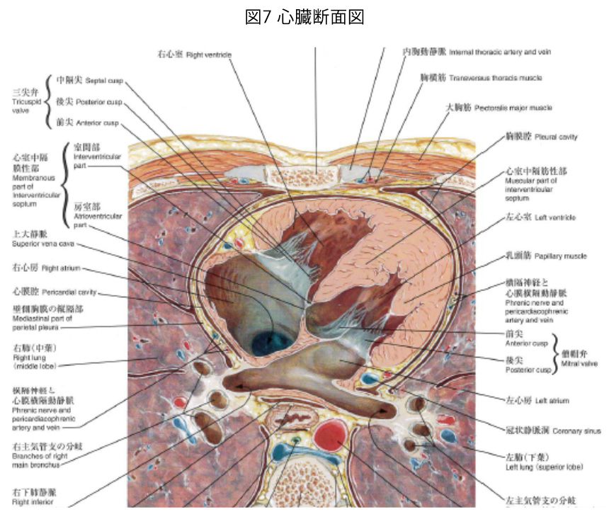 図7 心臓断面図