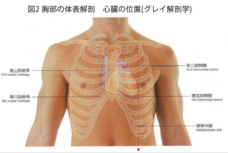図2 胸部の体表解剖　心臓の位置(グレイ解剖学)
