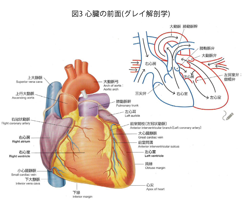 図3 心臓の前面(グレイ解剖学)