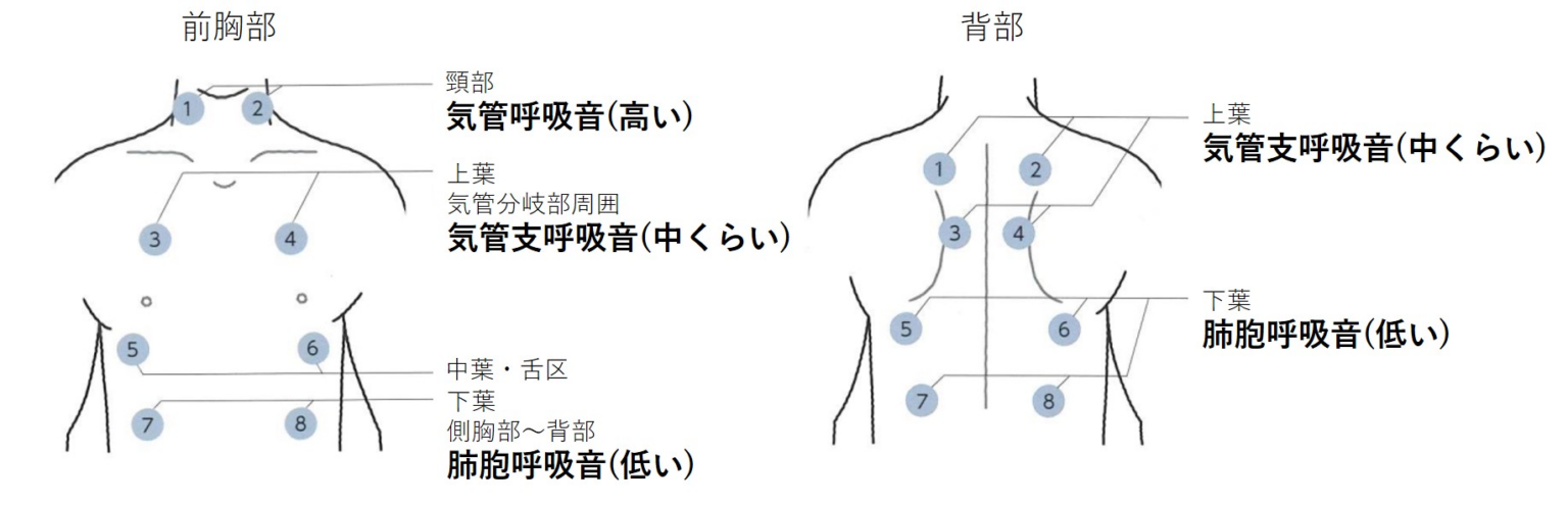 吸音はどこから発生しているのか解説図2