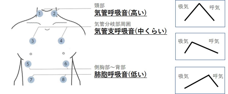 吸音はどこから発生しているのか解説図4