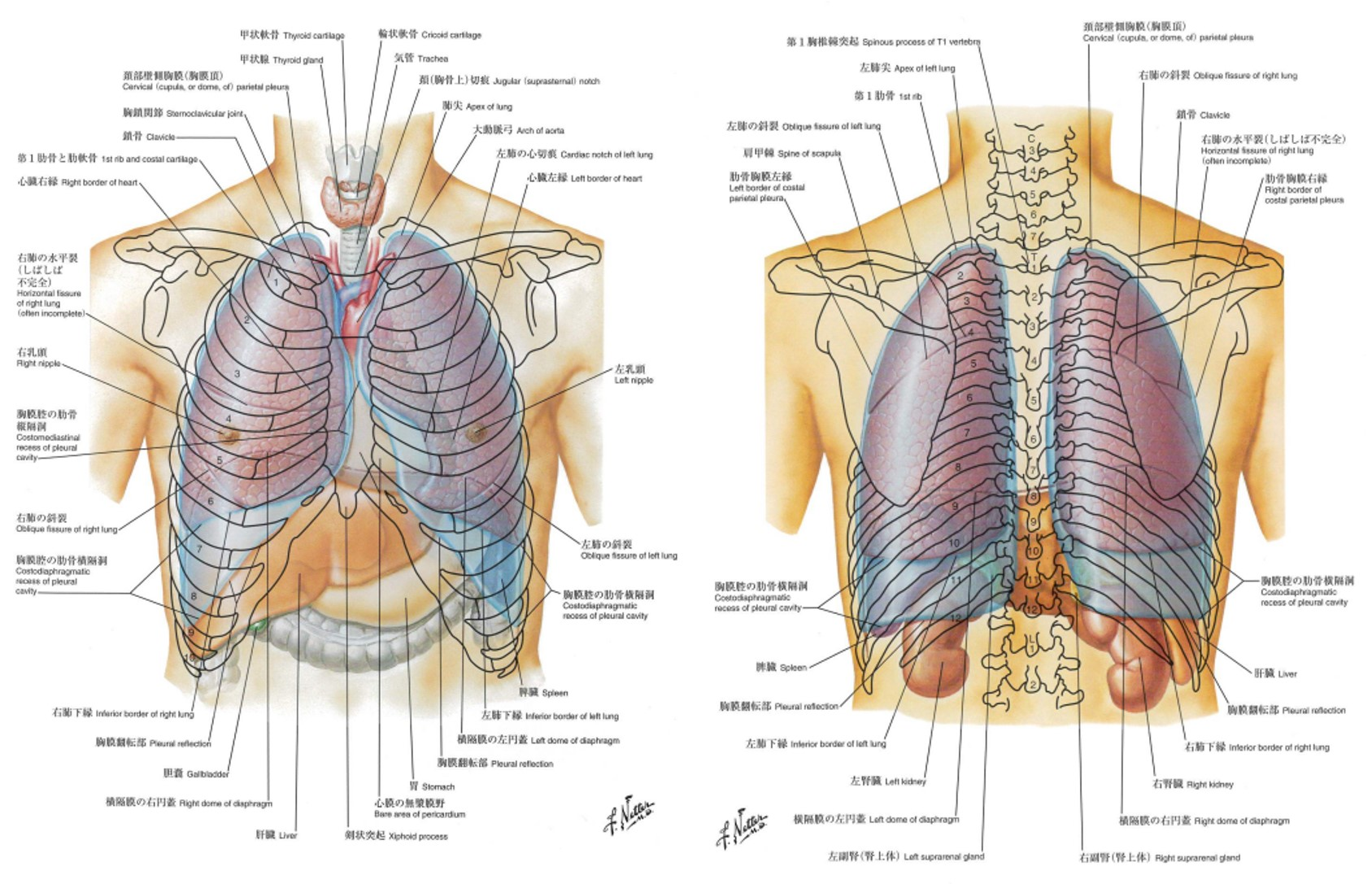 イメージ：胸部の体表解剖(ネッター解剖学アトラス)