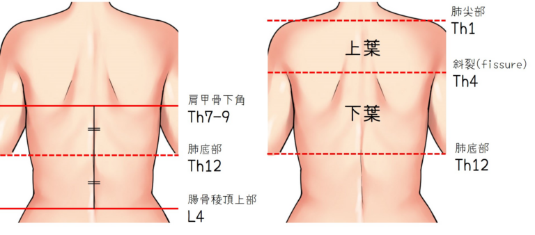胸部の体表解剖(ネッター解剖学アトラス)の簡略化イメージ