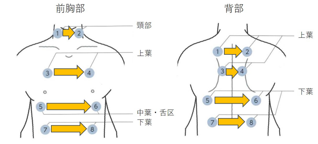 聴診部位と聴診のポイントイメージ図