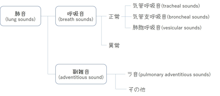 呼吸音の分類と正常呼吸音の解説イメージ