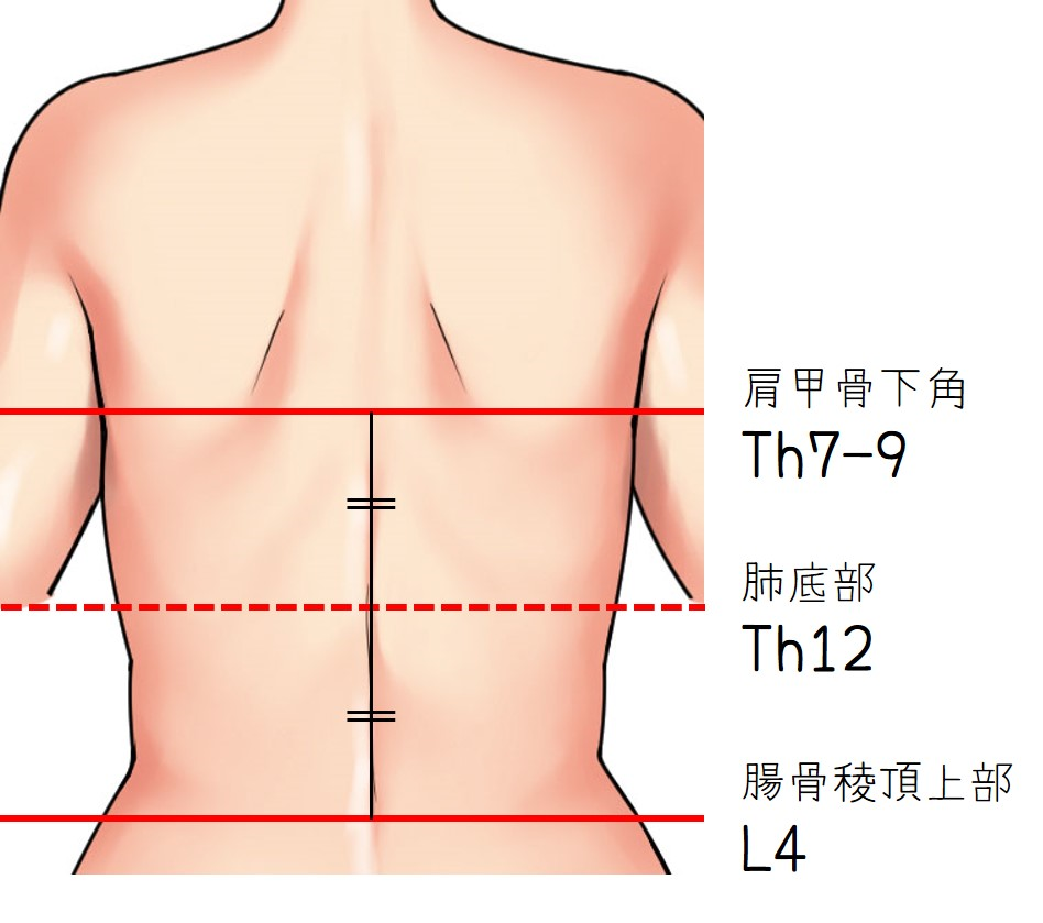 肩甲骨下部・腸骨稜頂上部イメージ