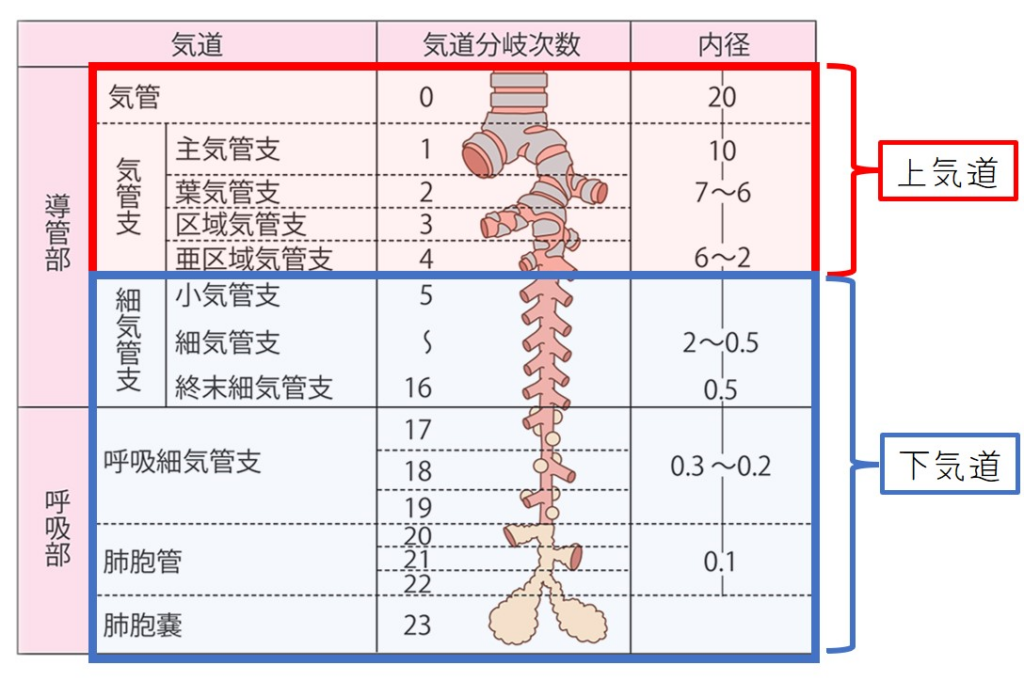 気道について・参考イメージ