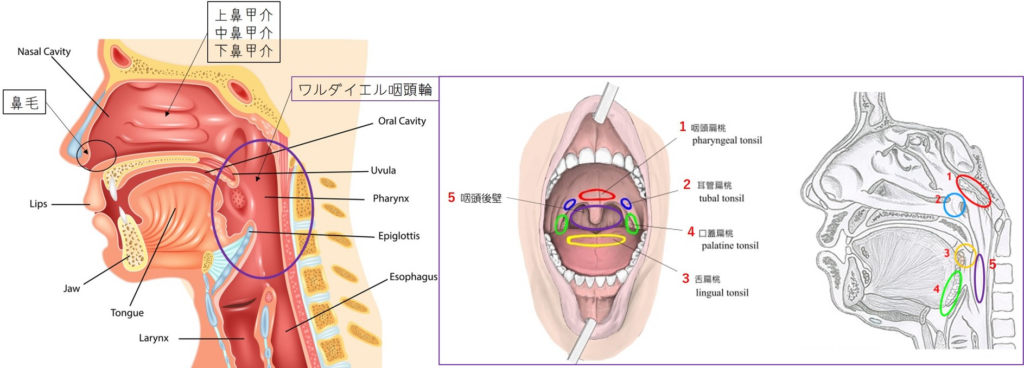 ワルダイエル咽頭輪・参考イメージ
