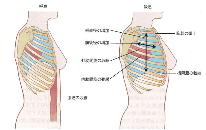 呼吸補助筋の観察・参考イメージ