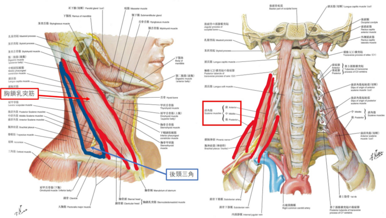 胸鎖乳突筋と斜角筋群・参考イメージ