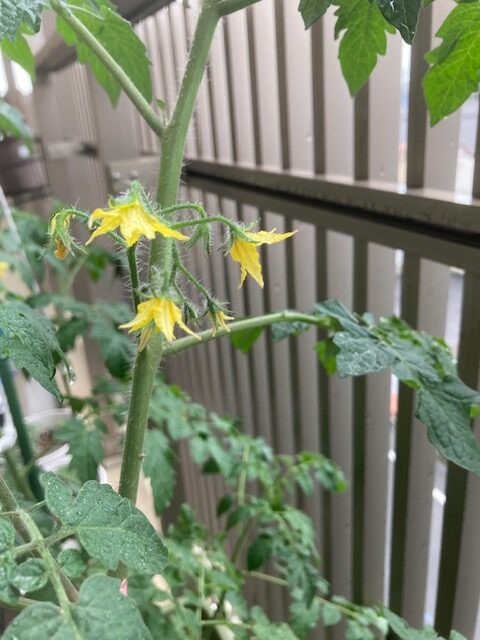 ミニトマトの花 イメージ