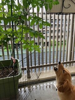犬とミニトマト イメージ