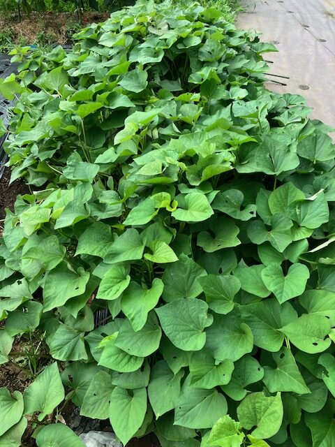 秋の野菜 イメージ