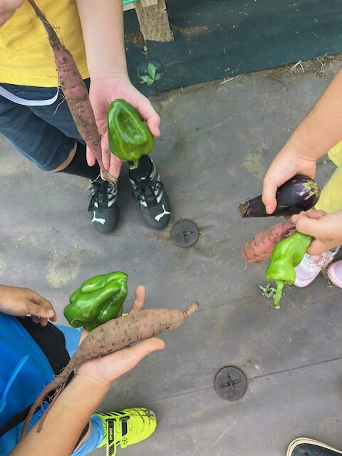夏の野菜