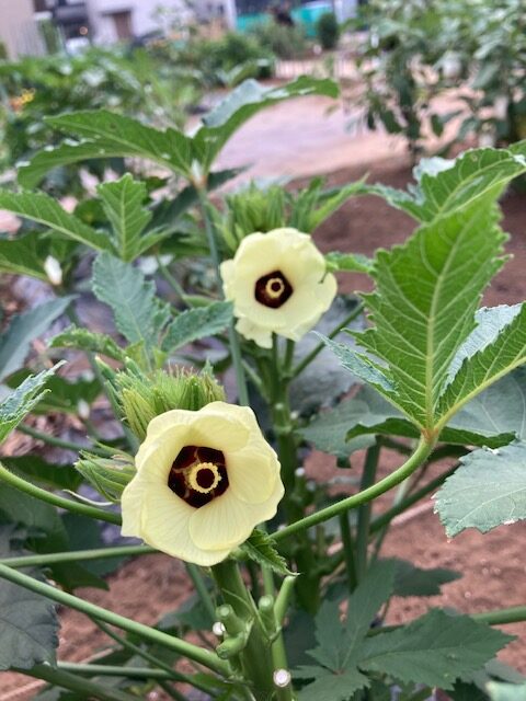 ハイビスカスのような南国風の花