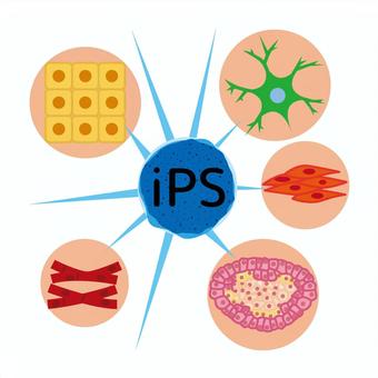 IPS細胞イメージ