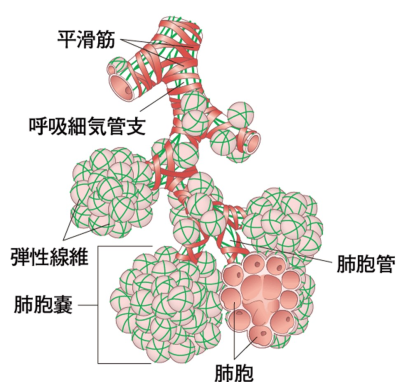 イメージ：rhonchiとwheezesから気道狭窄の部位と病態を予測・肺胞