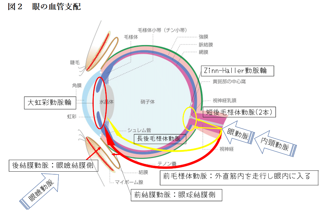 図2 眼の血管支配