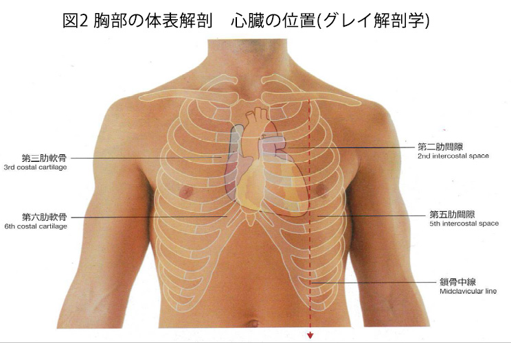 図2 胸部の体表解剖 心臓の位置(グレイ解剖学)